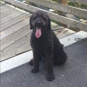 Meet your Posher, Perry